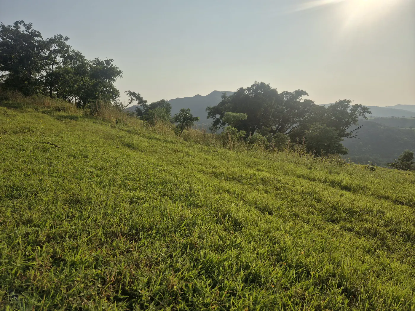Low sun over a grassy slope, with trees and layered hills beyond
