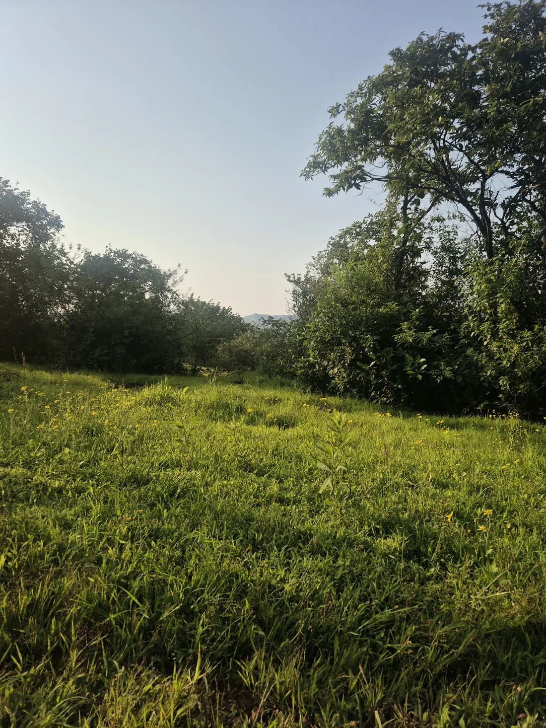 Tall grass and wild yellow flowers leading toward trees and a distant hill