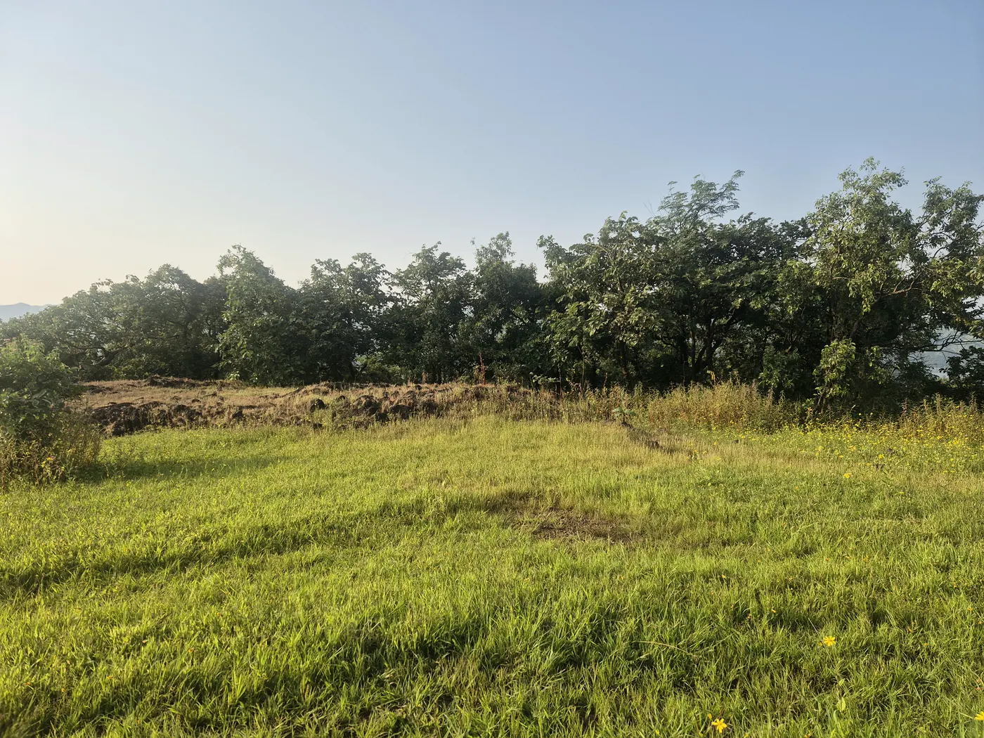 An open, sunlit meadow bordered by a line of trees