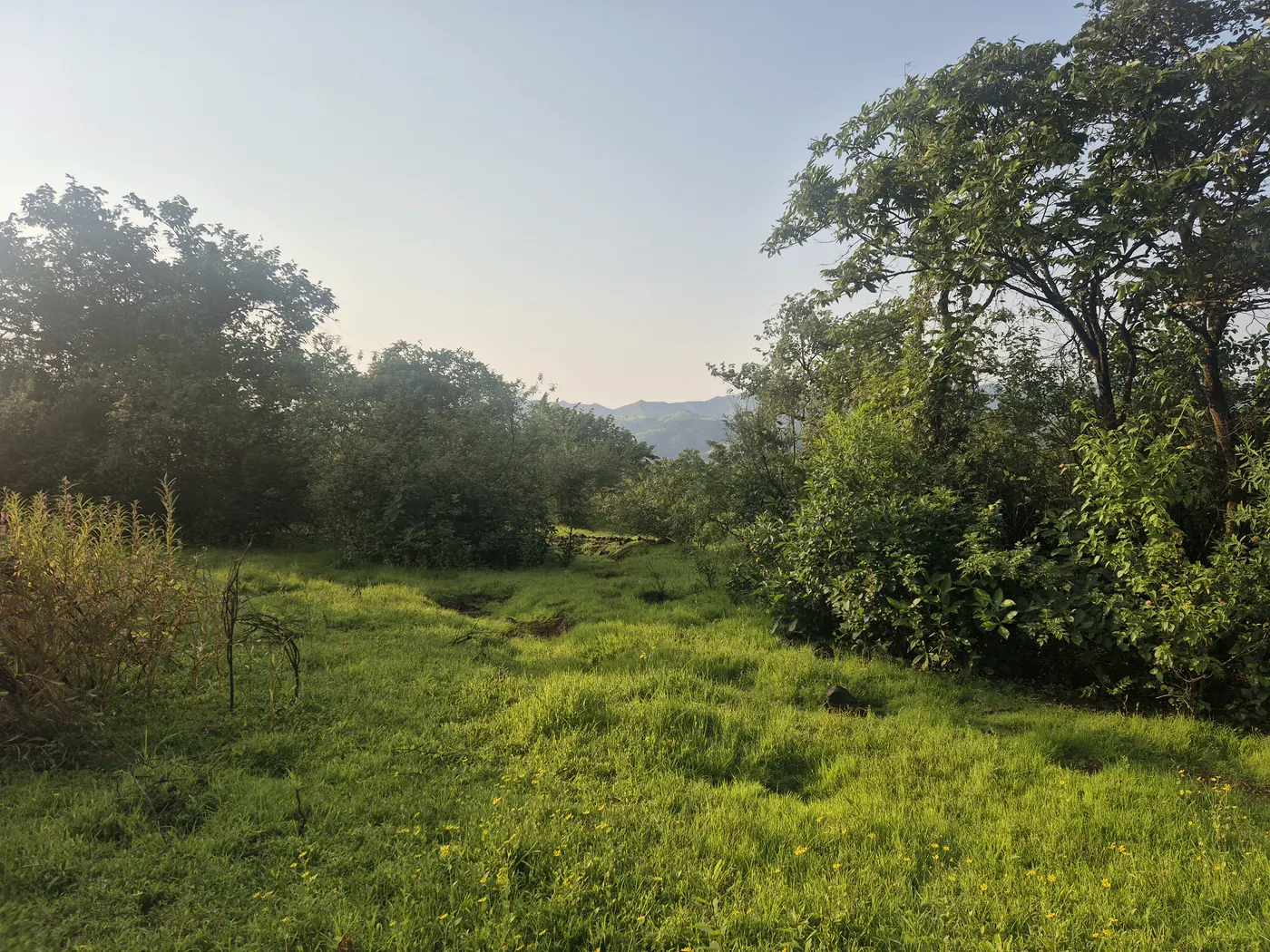 A green clearing between trees, opening onto distant mountains