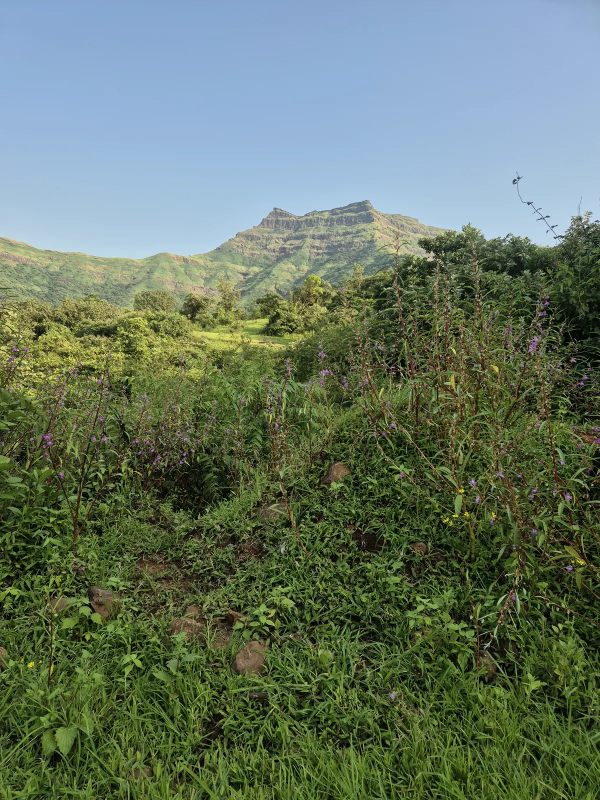 Purple wildflowers in the foreground with Torna Fort on the skyline