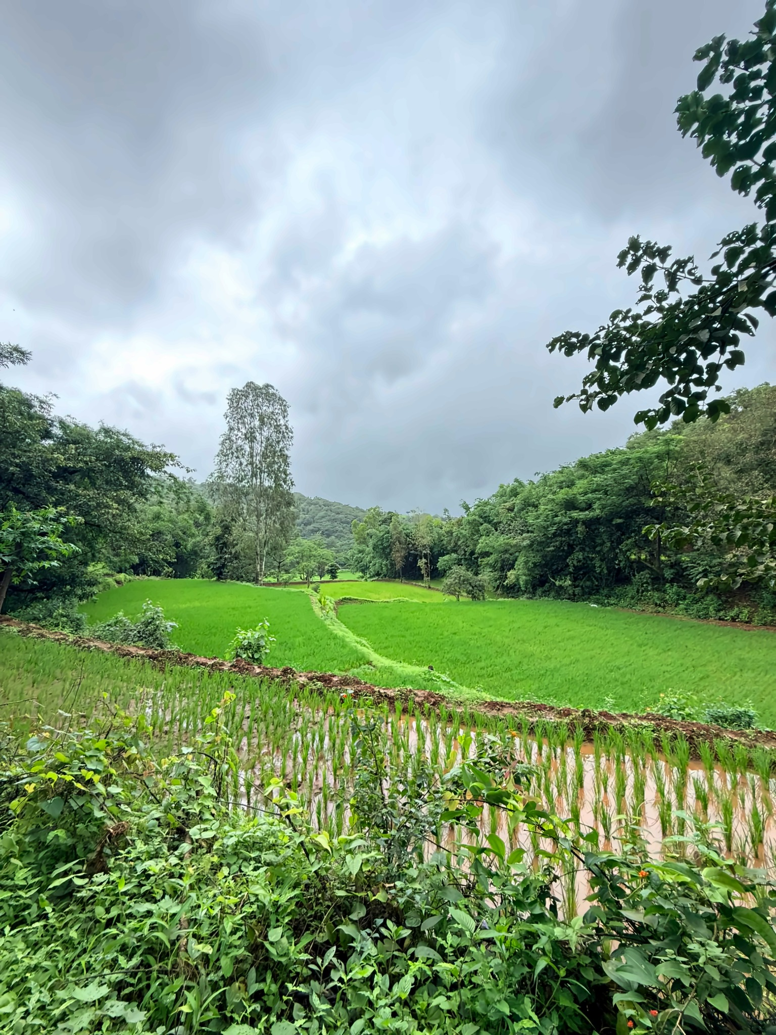 Green rice fields framed by trees beneath a cloudy sky