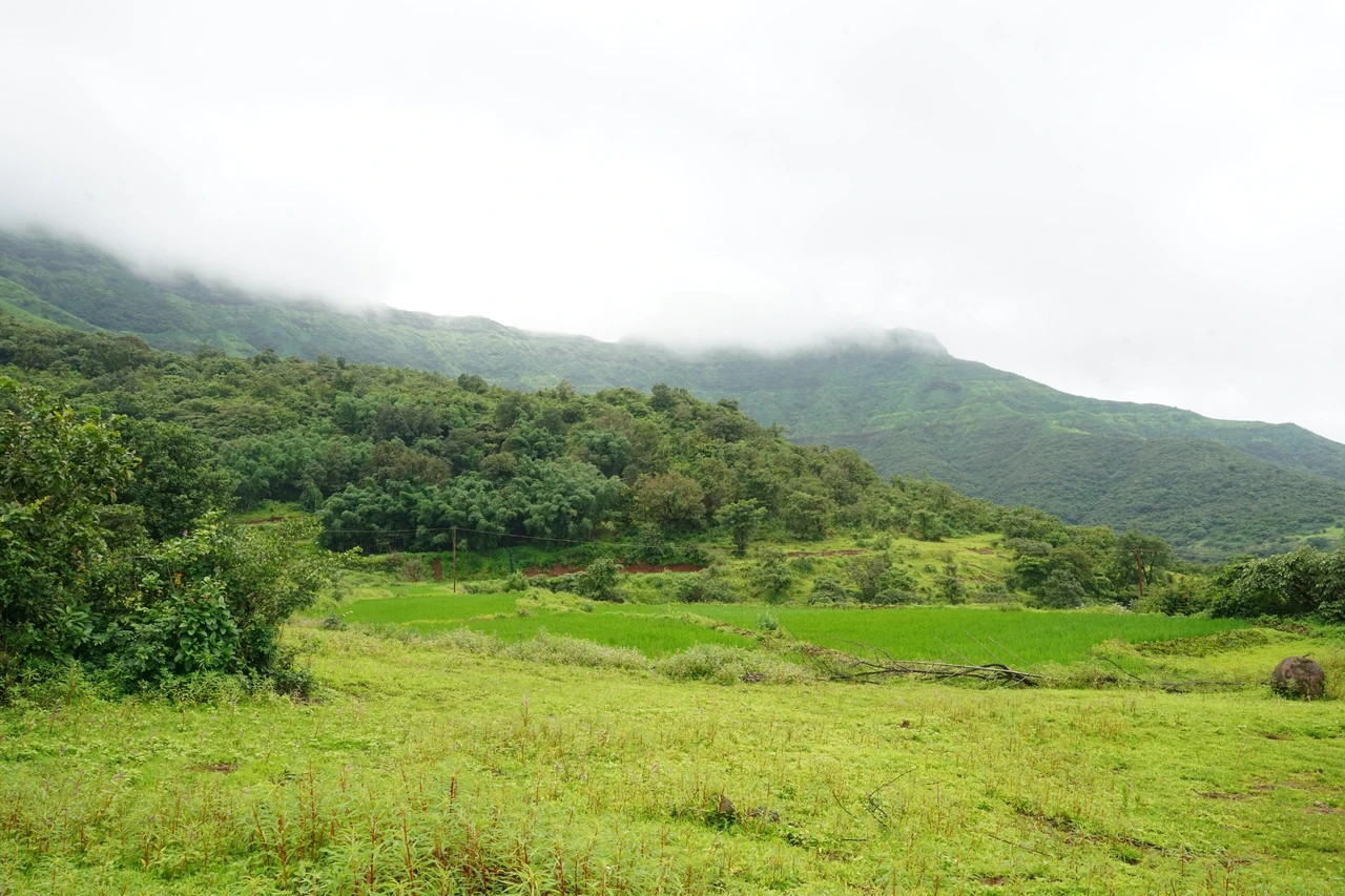 Project fields and trees with a misty ridge in the distance